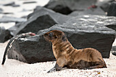 An adolescent sea lion observes a marine iguana on a volcanic rock.; Pacific Ocean, Galapagos Islands, Ecuador