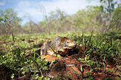 A Galapagos land iguana resting near a walking trail sign.; Galapagos Islands, Ecuador