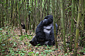 Ein männlicher Silberrücken-Berggorilla, Gorilla gorilla beringei, ruht sich in einem Bambuswald aus; Parc des Volcans, Ruanda