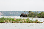 An adult elephant drinks water while standing in the Kazinga channel.; Kazinga Channel, Queen Elizabeth National Park, Uganda
