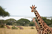 Mehrere Giraffen stehen zwischen Gras und Bäumen, während andere in der Nähe fressen; Victoria Nile River, Murchison Falls National Park, Uganda