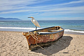 White heron (Ardeidae) perched on the bow of a weathered rowboat moored on the sandy beach in front of the turquoise oceanfront
