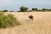A male lion walks through the savannah grass in Kasenyi plains.; Kasenyi Plains, Queen Elizabeth National Park, Uganda