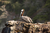 At Bona Island in the Gulf of Panama, a brown pelican is perched atop a rocky outcrop.; Bona Island, Panama