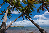 Blick durch die Kokospalmen auf das Karibische Meer entlang der Küste am Plage de la Caravelle, Sainte-Anne auf Grande-Terre; Guadeloupe, Französisch-Westindien