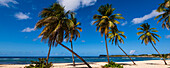Palmen entlang des Sandstrandes der Anse du Souffleur in Port-Louis auf Grande-Terre; Guadeloupe, Französisch-Westindien