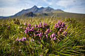 Entlang eines Wanderweges blühen Heidekrautpflanzen (Calluna vulgaris) in der Nähe der Cuillin Mountains bei Sligachan; Isle of Skye, Schottland