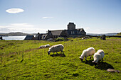Schafe (Ovis aries) grasen auf einem Feld nahe der Benediktinerabtei auf Iona, Schottland; Iona, Schottland