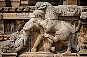 In Stein gehauenes Detail eines Löwen, der sich auf einen Elefanten stürzt, aus der dravidischen Chola-Zeit im Airavatesvara-Tempel; Darasuram, Tamil Nadu, Indien