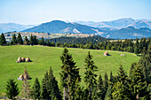 Gateway to Transylvania with a hazy blue hue over the Carpathian Mountains near Tasuleasa Social NGO for the Via Transilvanica trail through Transylvania, with conifers lining a grass meadow and the traditional Romanian haystacks corralled in the open fields on a sunny day; Transylvania, Romania