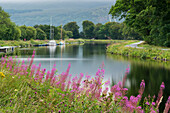 Rosebay willowherb (Chamaenerion angustifolium) lines the Caledonian Canal near Corpach, Scotland; Corpach, Scotland