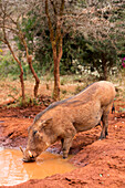 Warzenschwein (Phacochoerus africanus) trinkt an einem Wasserloch im Elefantenwaisenhaus des Sheldrick Wildlife Trust; Nairobi, Kenia