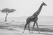 Giraffe auf Safari im Maasai Mara National Reserve; Kenia