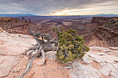 Ein einblättriger Eschenbaum wächst am Rande des Buck Canyon im Canyonlands National Park, Utah.