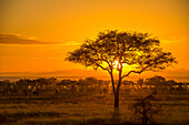 Atemberaubender, goldener Sonnenuntergang über der Savanne im Serengeti-Nationalpark; Tansania, Afrika