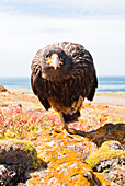 Portrait of a curious striated caracara (Phalcoboenus australis) standing on one foot looking forward at camera; Falkland Islands, Antarctica