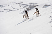 Zwei Magellanpinguine (Spheniscus magellanicus) schlurfen und rutschen durch den Sand, während sie den Spaziergang einen sandigen Hang hinunter genießen; Antarktis