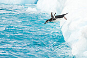 Ein Kinnriemenpinguin, Pygoscelis antarcticus, taucht von einem Eisberg ab.