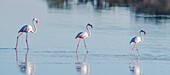 Eine Reihe großer Flamingos (Phoenicopterus roseus) waten durch das Wasser im Serengeti National Park; Tansania