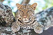 A leopard, Panthera pardus, resting on the branch of a tree.