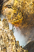 Lodgepole-Kiefern (Pinus contorta) am Rande der Felswände mit der aufsteigenden Gischt der Lower Falls im Grand Canyon of the Yellowstone im Yellowstone National Park; Wyoming, Vereinigte Staaten von Amerika
