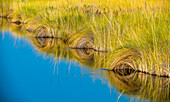 Detailaufnahme von Sumpfgräsern, die sich vom Flussufer in den Fluss beugen und sich im ruhigen Wasser des Okavango-Deltas im Winter spiegeln; Botswana, Afrika