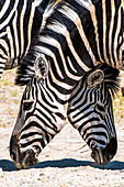 Steppenzebra-Paar (Equus burchelli) Hals an Hals mit ineinander verschlungenen Köpfen und den Nasen auf dem Boden; Afrika