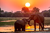 Two African bush elephants (Loxodonta africana) interacting at the riverside at sunset; Okavango Delta, Botswana