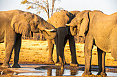 Three African bush elephants (Loxodonta africana) gather together drinking at a waterhole in the warm sunlight; Africa