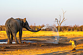 Ein afrikanischer Buschelefant (Loxodonta africana) spuckt Wasser aus einem Wasserloch in Richtung einer vorbeiziehenden Löwin (Panthera leo); Botwana