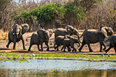 Herde afrikanischer Buschelefanten (Loxodonta africana) läuft an einem Wasserloch durch die Savanne; South Luangwa National Park, Sambia