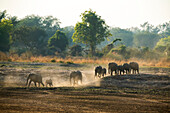 Eine Herde afrikanischer Buschelefanten (Loxodonta africana) wandert durch den trockenen, wehenden Staub der Savanne; South Luangwa National Park, Sambia