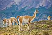 Guanaco (Lama guanicoe) herd grazing on the vegetation, Torres del Paine National Park; Patagonia, Chile