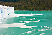 Tour boat and the Perito Moreno Glacier, Los Glaciares National Park, near El Calafate; Patagonia, Argentina