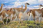 Guanaco (Lama guanicoe) herd standing on the mountainside grazing on the vegetation with a young Guanaco (chulengos) looking at the camera, Torres del Paine National Park; Patagonia, Chile
