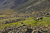 Ein Spitzbergen-Rentier beim Grasen in der felsdurchsetzten Tundra.
