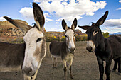 Donkeys peer at the camera in a desert scene.