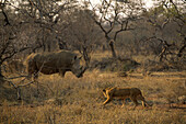 Ein afrikanischer Löwe beobachtet ein Breitmaulnashorn.