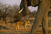 Junger männlicher afrikanischer Löwe und afrikanischer Elefant in unmittelbarer Nähe.