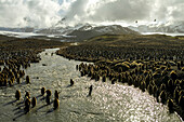 Königspinguine (Aptenodytes patagonica) beim Nisten entlang des Schmelzwasserstroms.