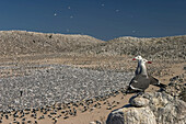 Heermann's gulls on Rasa Island, Baja California, Mexico