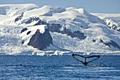 Humpback whale shows its fluke, Paradise Bay, Antarctica