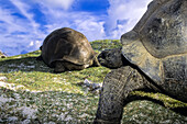 Wilde gefährdete Seychellen-Riesenschildkröten in ihrem Lebensraum.