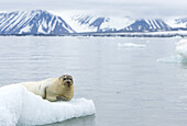 Bearded Seal, Spitsbergen Island, Hornsund, Svalbard, Norway.