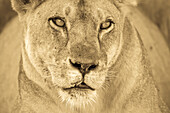 Ein afrikanischer Löwe blickt in die Ferne.