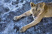 An African Lion looks up at the camera.