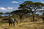 An African elephant walks among Acacia trees.