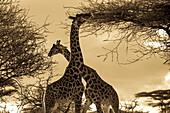 Maasai giraffes, Giraffa camelopardalis, eating treetop leaves.