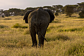 The rear view of an African elephant.