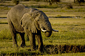 An African Elephant drinks from a watering hole.